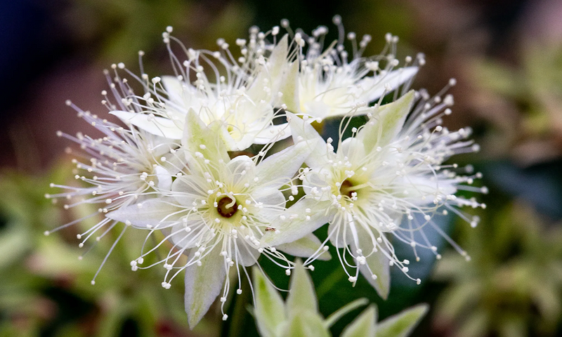 Australian plants
